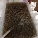 Chilled Grass Jelly with Longan