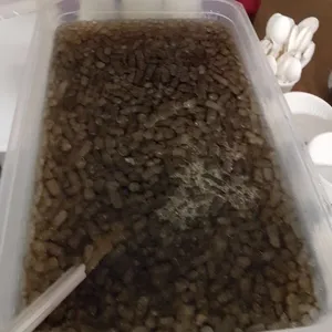 Chilled Grass Jelly with Longan