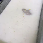 芋泥椰浆 Yam Paste w/ Coconut milk