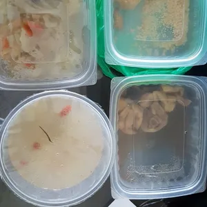Tingkat Order: