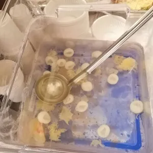 Snow Fungus Ai Yu Jelly w Longan