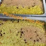 Pineapple Fried Rice
