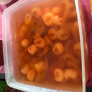 海底椰龙眼 Honey Sea Coconut w/ Longan