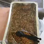 炒鸡蛋面 Fried Egg Noodle