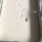 Yam Paste w/ Coconut Milk •芋泥椰浆(Chef's Recommended)