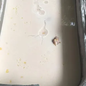 Yam Paste w/ Coconut Milk •芋泥椰浆(Chef's Recommended)