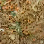Vegetarian Fried Bee Hoon