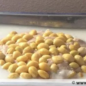 Yam Paste w Gingko Nuts