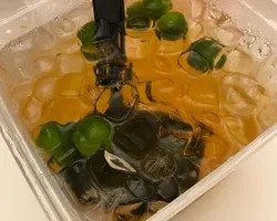 Ice Jelly with Honey Lime | Customer Photo | House Of Catering F&B Pte Ltd