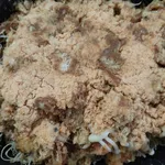 Deep Fried Soft Shell Crab with Chicken Floss 鸡肉松软壳蟹