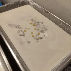 Honeydew Sago 蜜瓜西米露