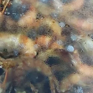Fried Prawn w/Chilli Sauce 特式干烧虾碌