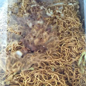 香港炒面 Fried H.K Noodle