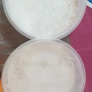 Yam Paste w Gingko Nuts 白果芋泥