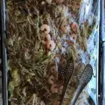 海鲜炒米粉 Seafood Fried Bee Hoon (NEW)