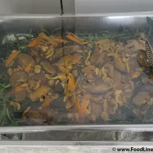 蚝油青菜 Green Vegetable w/ Mushroom
