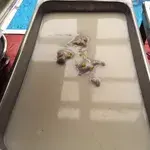 芋泥椰浆 Yam Paste w/ Coconut milk