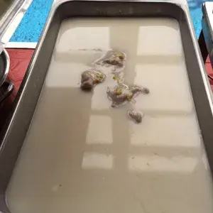 芋泥椰浆 Yam Paste w/ Coconut milk