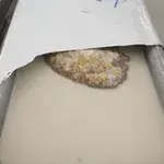 Yam Paste w/ Coconut Milk •芋泥椰浆(Chef's Recommended)