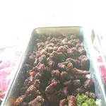 蜜汁排骨 Pork Ribs w/ Honey Sauce