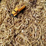 Hong Kong Noodle 香港炒面